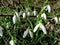 Snowdrops, the first flowers of spring