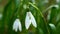 Snowdrops, the first spring flowers