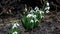 Snowdrops the first spring flowers blossomed in early March