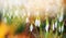 Snowdrops first spring flowers in garden or park over nature background, banner