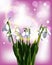 Snowdrops first spring flowers on pink background.Vector illustration.