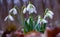 Snowdrops. The first spring flowers. Rare plant