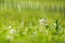 Snowdrops flower with glittering grass