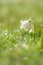 Snowdrops flower with glittering grass