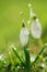 Snowdrops flower with glittering grass