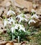 Snowdrops flowers