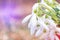 Snowdrops flowers macro shot. Spring colorful background