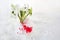 Snowdrops flowers with a red and white martenitsa on a snow background. Martisor and Baba Marta.