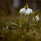 Snowdrops flowers. Spring flowering variety of snowdrops Leucojum vernuum.