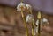 Snowdrops flowers. Spring flowering variety of snowdrops Leucojum vernuum.