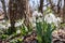 Snowdrops in the forest