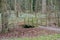 Snowdrops in forest over wooden bridge