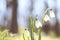 Snowdrops in the forest. Spring flowers. spring forest. Walking in the forest. Rest and flowers. Sunny day. Spring sunny morning.