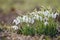 Snowdrops in full bloom in nature with isolated blurred background