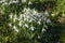 Snowdrops galanthus