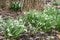 Snowdrops, Galanthus, Blooming by Tree