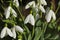 Snowdrops Galanthus flowering in the spring sunshine