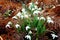 Snowdrops & x28;Galanthus& x29; Growing Amongst Ferns