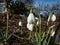 Snowdrops (Galanthus imperati) \\\'Ginn\\\'s Form\\\' with long, elegant flowers