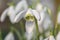 Snowdrops galanthus nivalis