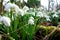 Snowdrops & x28;Galanthus Nivalis& x29; Growing In A Woodland
