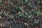 Snowdrops  galanthus nivalis  in woodland area