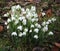 Snowdrops, galanthus nivalis on woodland floor