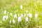 Snowdrops. Galanthus. Spring flowers in green sunlit grass. Overexposed.