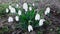 Snowdrops in the garden, the first spring flowers.