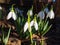 Snowdrops in the garden sunshine.