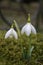 Snowdrops in grass