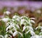 Snowdrops from the ground perspective with blurred violet background,