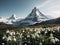snowdrops grow on the top of the mountain, with the matterhorn in