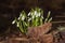 Snowdrops growing between dry brown leaves, also called Galanthus nivalis or schneegloeckchen