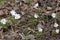 Snowdrops growing on a forest floor, warm composition