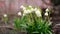 Snowdrops growing in march garden. White spring flowers. Galanthus elwesii. Natural background.