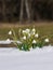 Snowdrops growing out snow