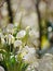 Snowdrops growing out snow