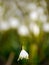 Snowdrops growing out snow