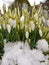 Snowdrops growing out snow