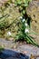 Snowdrops growing in a wall column