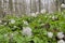 Snowdrops have small white flowers. Natural natural background. Spring has come concept