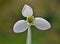 The snowdrops isolated with green background, Galanthus nivalis