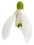 Snowdrops isolated on white background. Clipping Path