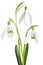 Snowdrops isolated on white background. Clipping Path