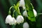 Snowdrops in Japan on a Sunlight