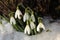 Snowdrops and a ladybird