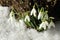 Snowdrops and a ladybird