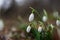 Snowdrops lat.Galanthus nivalis close-up with dewdrops. Tender first flowers bloomed in the spring in the forest