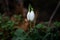 Snowdrops lat.Galanthus nivalis close-up with dewdrops. Tender first flowers bloomed in the spring in the forest